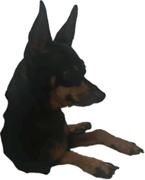 Rico echado, con las patas al frente